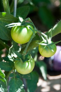 Veggie garden (3 of 3)