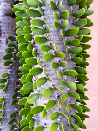 Arizona for Blog 8-30-16-2