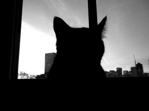 cat-a-log-koshgarian-week-4