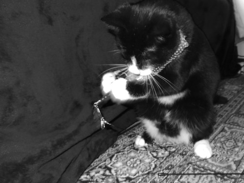 cat-a-log-koshgarian-week-6