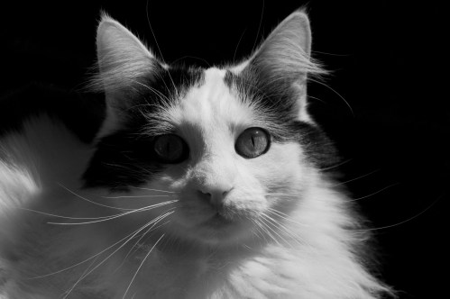 cat-a-log-week-1-burrell-1-of-1