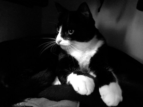 cat-a-log-week-2-koshgarian