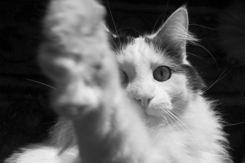 cat-a-log-week-3-burrell-1-of-1