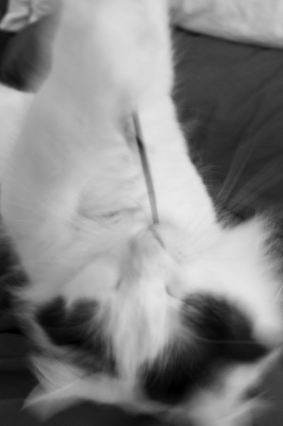 cat-a-log-week-5-burrell-1-of-1